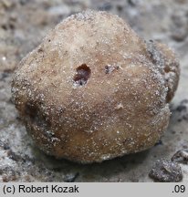 Tuber foetidum