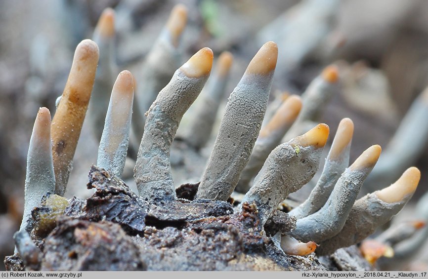 Xylaria hypoxylon (próchnilec gałęzisty)