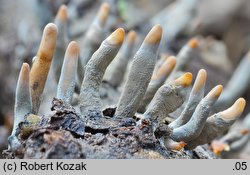 Xylaria hypoxylon (próchnilec gałęzisty)