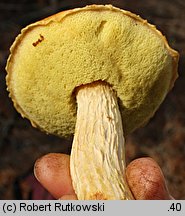 Aureoboletus projectellus (złotoborowik wysmukły)