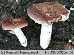 Russula sericatula