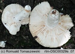 Russula sericatula