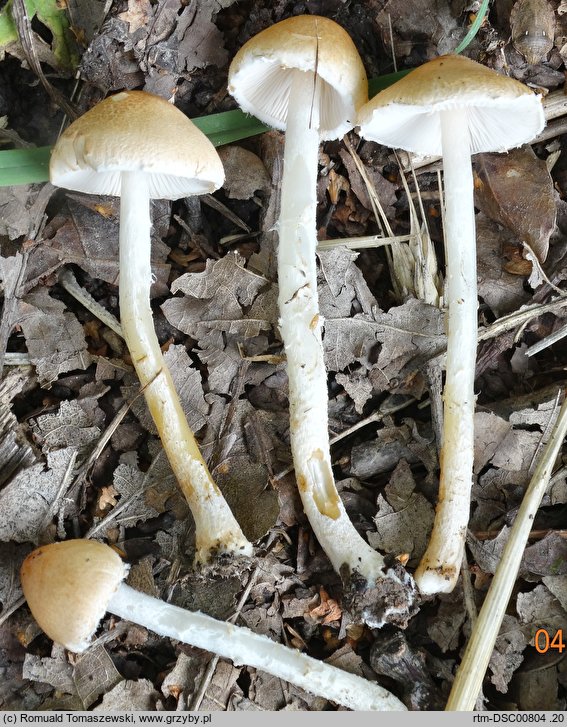 Lepiota subgracilis (czubajeczka ziarnistołuskowata)