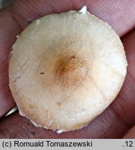 Lepiota subgracilis (czubajeczka ziarnistołuskowata)