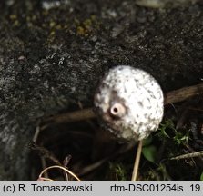 Tulostoma simulans