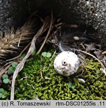 Tulostoma simulans