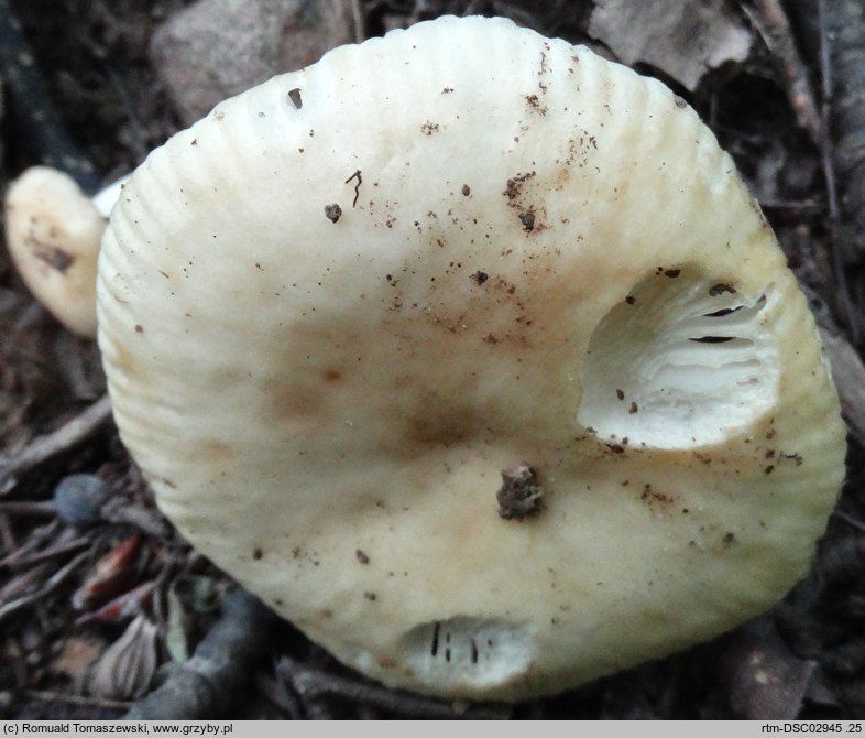 Russula farinipes (gołąbek mączysty)