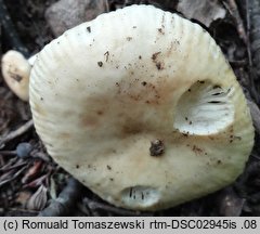 Russula farinipes (gołąbek mączysty)