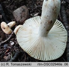 Russula farinipes (gołąbek mączysty)