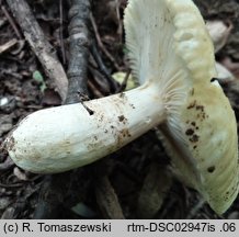 Russula farinipes (gołąbek mączysty)