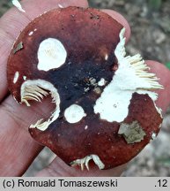 Russula cuprea (gołąbek miedziany)