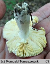 Russula cuprea (gołąbek miedziany)