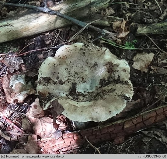 Russula acrifolia (gołąbek ostroblaszkowy)