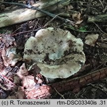 Russula acrifolia (gołąbek ostroblaszkowy)