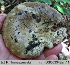 Russula acrifolia (gołąbek ostroblaszkowy)