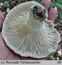 Russula acrifolia (gołąbek ostroblaszkowy)