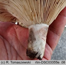 Russula acrifolia (gołąbek ostroblaszkowy)