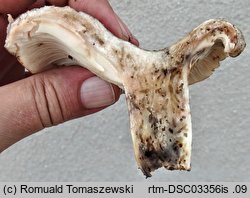Russula acrifolia (goÅ‚Ä…bek ostroblaszkowy)