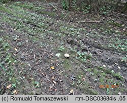 Russula sublevispora