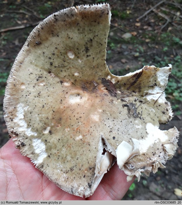 Russula sublevispora