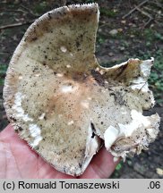 Russula sublevispora