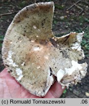 Russula sublevispora