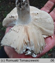 Russula sublevispora