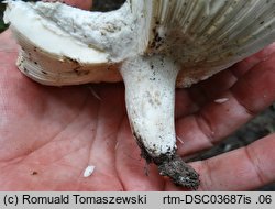 Russula sublevispora