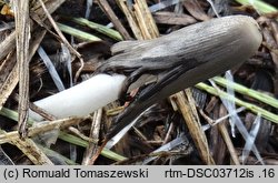 Coprinopsis scobicola