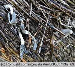 Coprinopsis scobicola