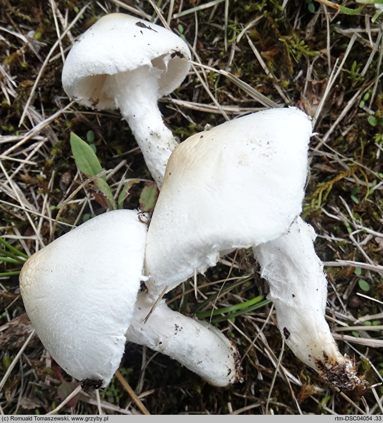 Lepiota erminea (czubajeczka rzodkiewkowata)