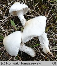 Lepiota erminea (czubajeczka rzodkiewkowata)