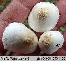 Lepiota erminea (czubajeczka rzodkiewkowata)