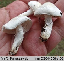 Lepiota erminea (czubajeczka rzodkiewkowata)