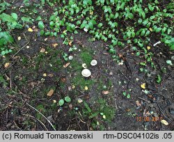 Russula subterfurcata