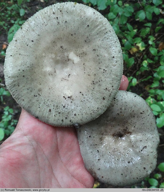 Russula subterfurcata