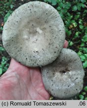 Russula subterfurcata