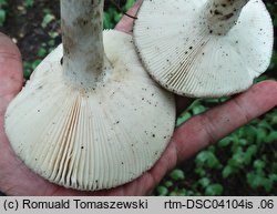 Russula subterfurcata