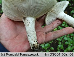 Russula subterfurcata