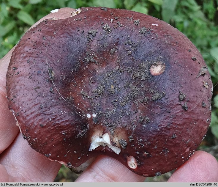 Russula melitodes