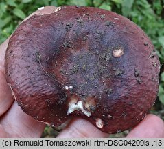 Russula melitodes