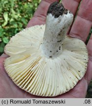 Russula melitodes