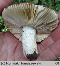 Russula melitodes