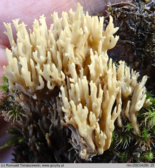 Phaeoclavulina myceliosa