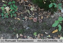 Russula carpini (gołąbek grabowy)