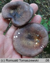 Russula carpini (gołąbek grabowy)