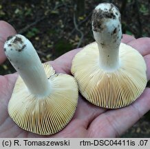 Russula carpini (gołąbek grabowy)