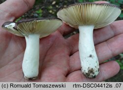 Russula carpini (gołąbek grabowy)