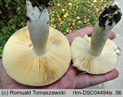 Russula cuprea (gołąbek miedziany)