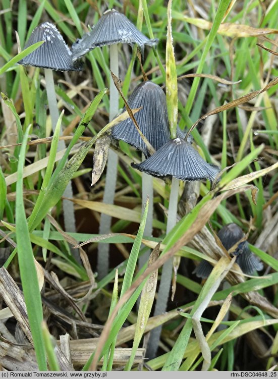 Coprinopsis macrocephala (czernidłak wełnistotrzonowy)